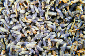 Pale blue loose dried lavender