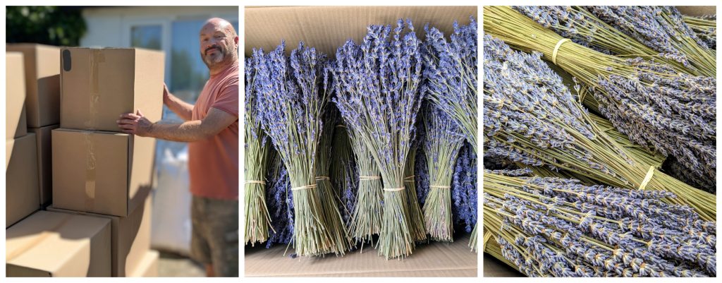 wholesale dried lavender bunches